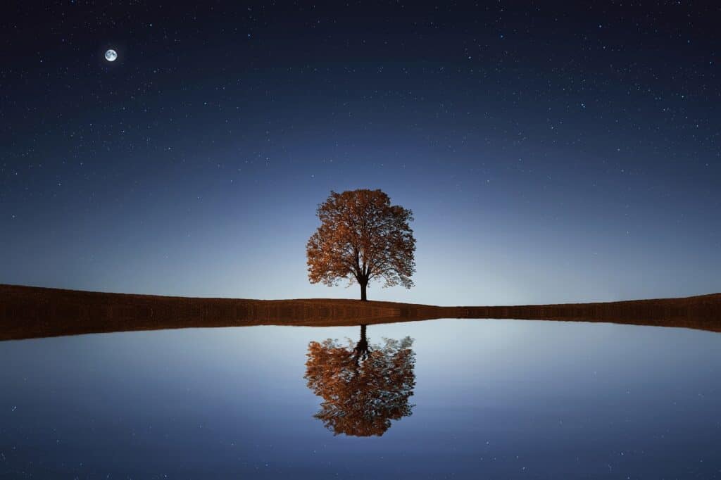 A lone tree reflected in a lake